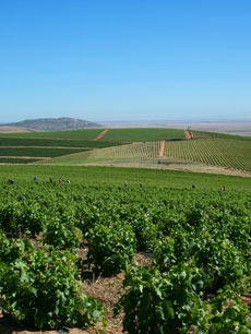 ブッシュヴァイン